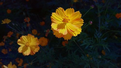 Close-up of yellow flower