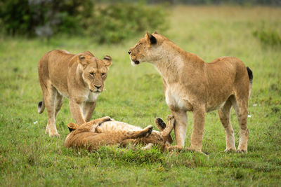 Lionesses stand by cubs playing on grass