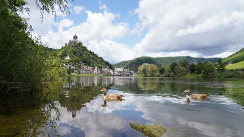 Ducks swimming in moselle river against landscape with city cochem and  castle 