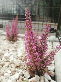 Close-up of pink flowers