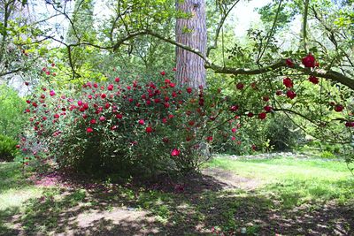 Flowers growing on tree