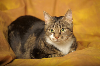 Close-up portrait of a cat