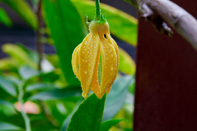 Close-up water drops on yellow climbing ylang-ylang flower on tree branch