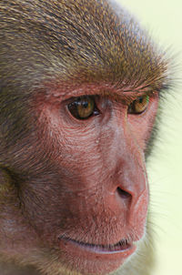Close-up of a monkey