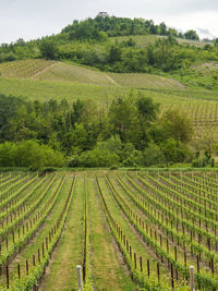 Scenic view of vineyard