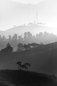 Trees on field against sky