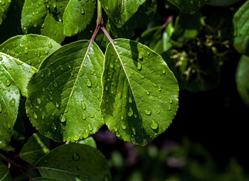 Close-up of leaves