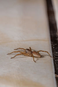 High angle view of insect on table