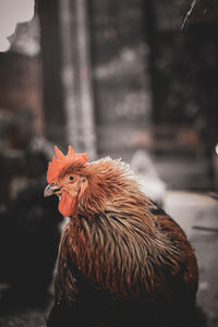 Close-up of rooster