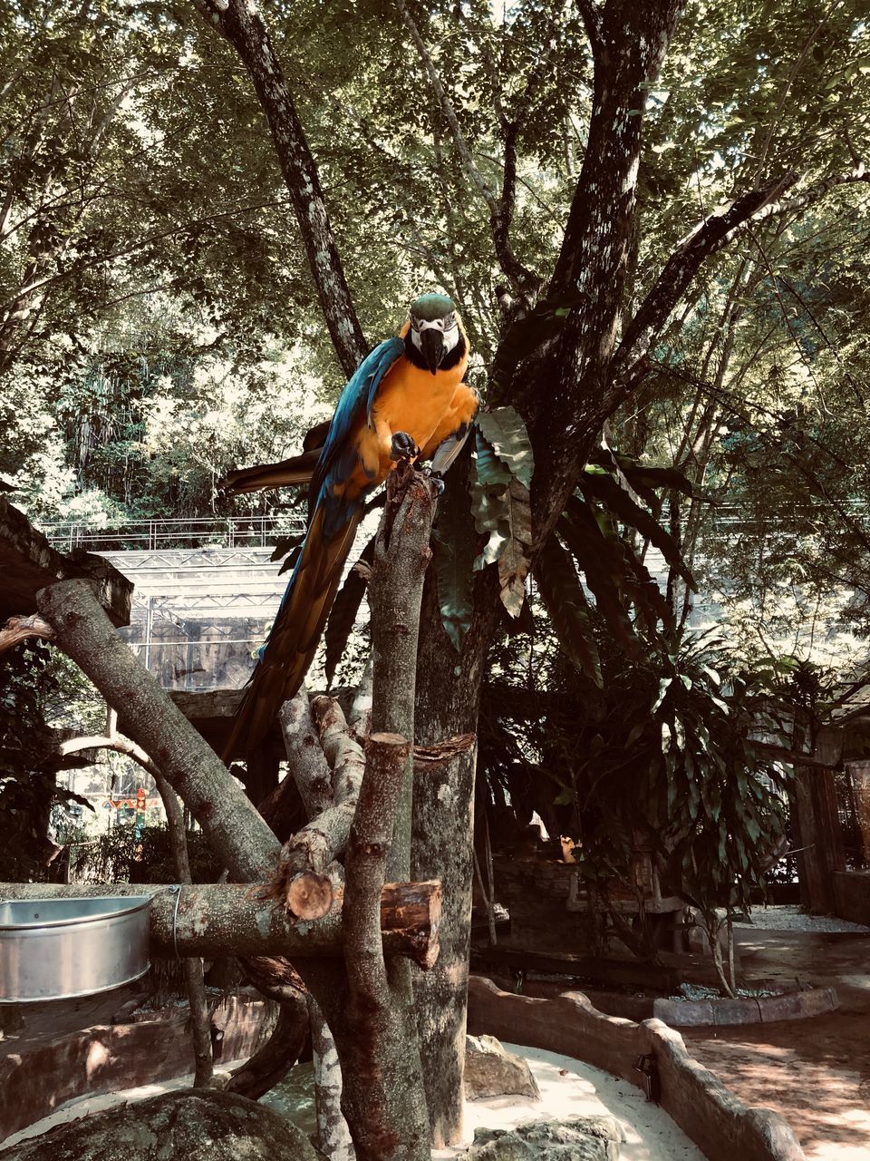 BIRD PERCHING ON TREE TRUNK