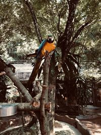 View of bird perching on tree
