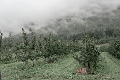 Panoramic shot of trees on field against sky
