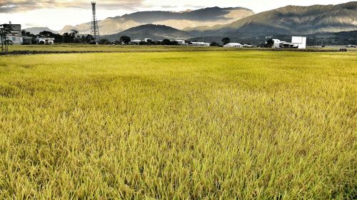 Scenic view of grassy field against sky