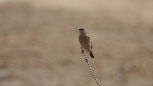 Close-up of bird perching outdoors