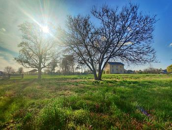 Bare trees on field against bright sun