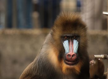 Close-up portrait of a mandril 