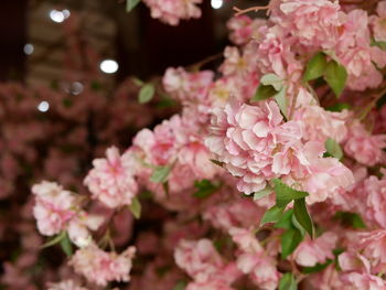 A look-real artificial cherry blossom, japanese cherry, prunus serrulata, or sakura 