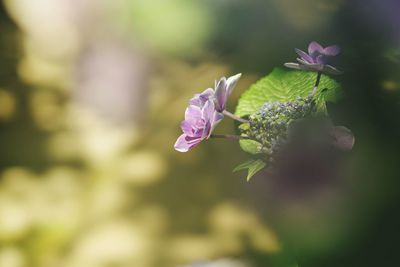 Close-up of pink flowering plant