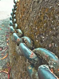 Close-up of turtle in water