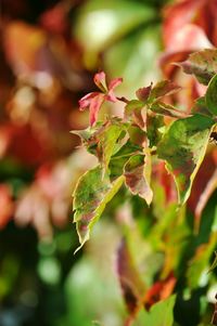 Close-up of fresh green plant