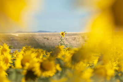 yellow