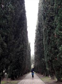 Rear view of woman walking amidst trees against sky