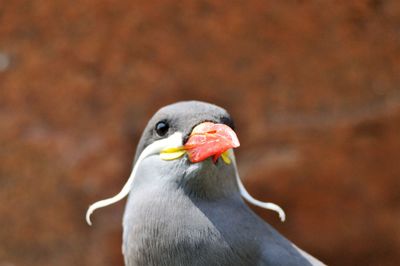 Close-up of bird perching outdoors