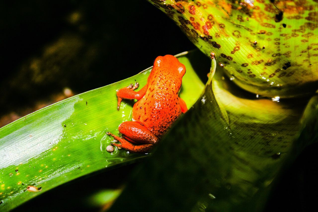 animal themes, close-up, green color, leaf, one animal, wet, nature, animals in the wild, no people, insect, outdoors, night, water, beauty in nature