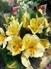 Close-up of yellow flowers