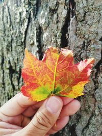 Close-up of hand holding maple leaf