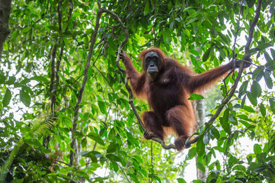 Low angle view of orangutan hanging on tree in forest