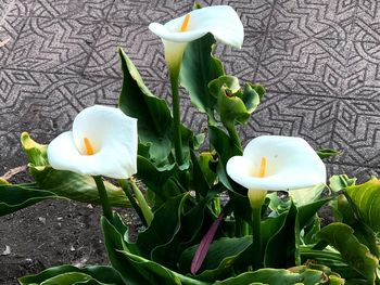 High angle view of white flower blooming outdoors