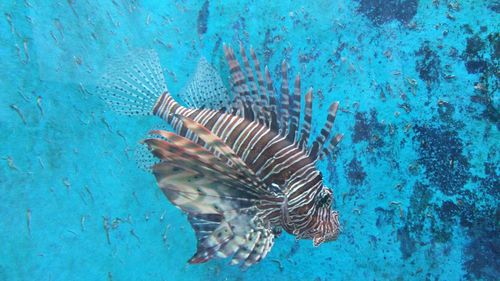 Close-up of fish swimming in aquarium