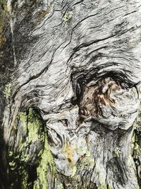 Full frame shot of tree trunk