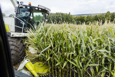 Harvesting corn field