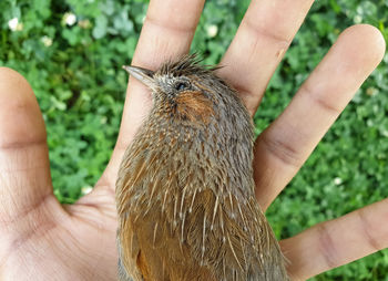 Close-up of person holding hands