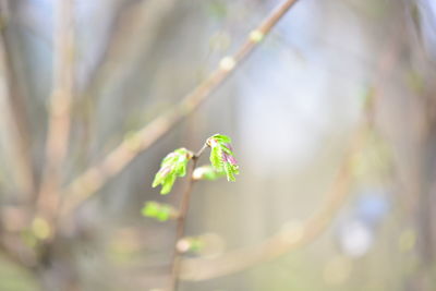 Close-up of green plant