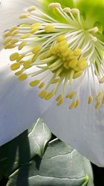 Close-up of yellow flower