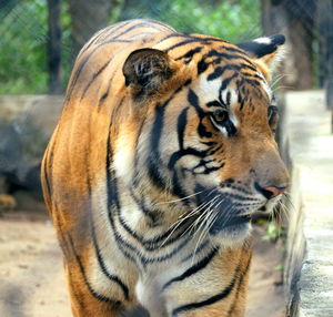 Close-up of tiger in zoo