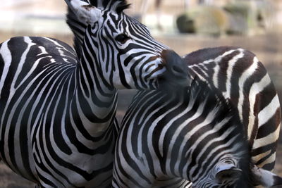 Close-up of zebra