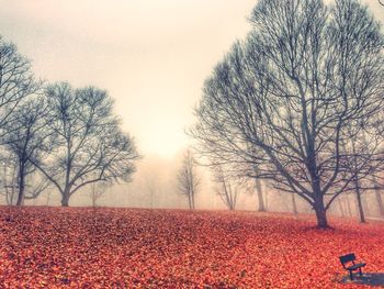 Bare trees in foggy weather