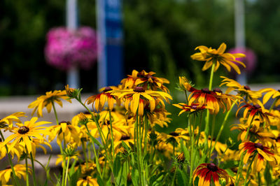 Close-up of yellow flowering plants on field