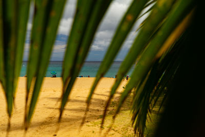 Close-up of bamboo on land