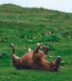 Flock of horse on grassy field