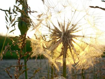 Close-up of plants against sky during sunset