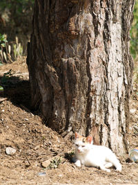 Cat lying on tree trunk