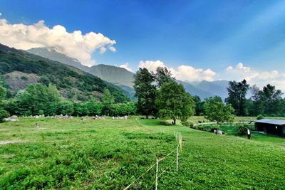 Scenic view of trees on field against sky