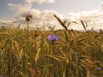 Close-up of flowering plants on field against sky