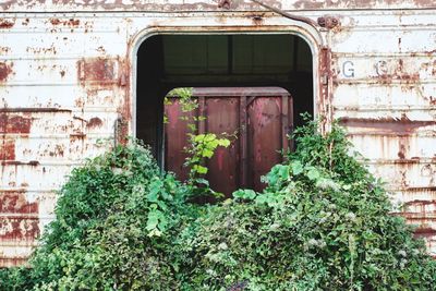 Plants growing on old abandoned building