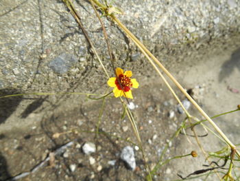 Close-up of orange flower